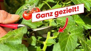 Für Bilderbuch-Tomaten: Energie lenken! (Schritt für Schritt Anleitung)