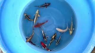 Tosais HQ (9) - SELECTED MARUHIRO//JAPAN KOI