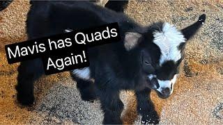 Quads Again! Mavis - Nigerian dwarf, goat birth ￼