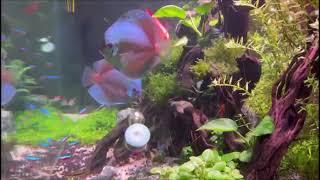 Stunning Aquascaping Ideas - some planted fish tanks from professional to Beginner-Friendly Designs