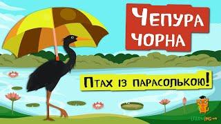  Дива природи. Явища навколо нас. Чепура чорна 