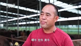 《共富经》 20241031 卖价不高 赚钱不少 | 农业致富经 Agriculture And Farming