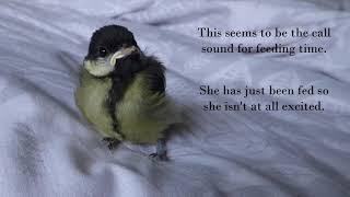 A Baby Great Tit - my first days being hand reared