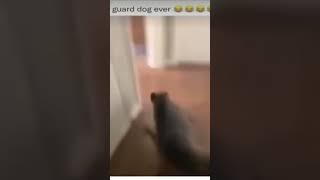 The best guard dog  #viral #funny #dog