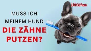 Zahnerkrankungen beim Hund | Tiergesundheit