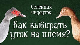 ЧТО ТАКОЕ СЕЛЕКЦИЯ И С ЧЕМ ЕЁ ЕДЯТ? - Селекция индоуток - Содержание и разведение мускусных уток