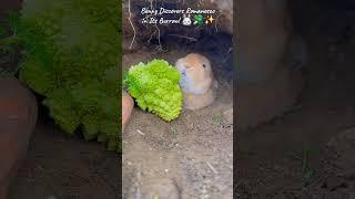 Bunny Discovers Romanesco in Its Burrow!  #adorable  #rabbit