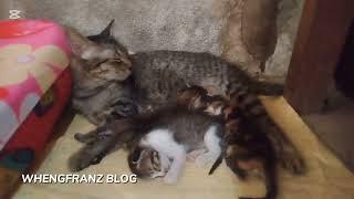 My lovely cat breastfeeding her kittens. #pet #animals