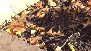 Shrew Shell Game