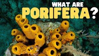 What Are Porifera? | Learn all about sea sponges