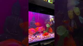 fishing in aquarium ️#fishlover #aquarium #youtubeshorts #shorts