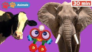 Toddlers Learn Animals with Robi | Educational Early Learning Videos | Animals Names & Sounds