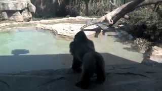 Silverback Gorillas Rush & Smack My Window at the Omaha Zoo