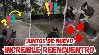 ¡JUNTOS DE NUEVO! INCREÍBLE REENCUENTRO de mis PERROS