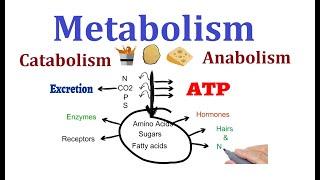 Concept of Metabolism  (Catabolism and anabolism)