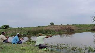 Amazing Catching Tilapia fishes in Village Stream|Traditional Small Single Hook fishing Video