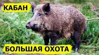 Большая охота на кабана. Охота. (Охотник и рыболов)