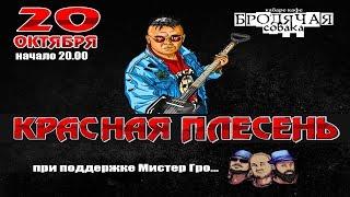 Мистер Гро 20102019 Бродячая Собака