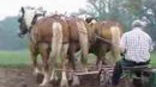 Tillers International Farming with Oxen and Horses Class