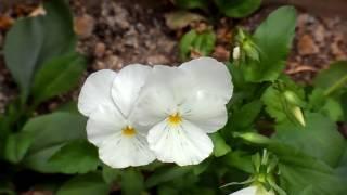 Violas #2 Free HD Video Background