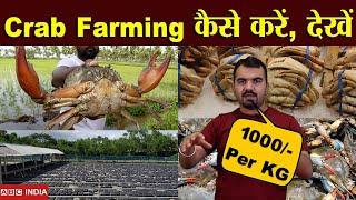 Crab Farming | 1000 Per\Kg | कैकड़ा खेती कैसे करें | Best Earning Business For Agriculture Sector |