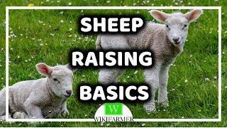 How to Raise Sheep