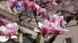 Magnolias at The Frick Collection