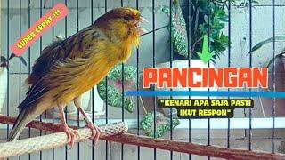 Pancingan Suara Burung KENARI GACOR Panjang || Masteran KENARI Paud || Part 134