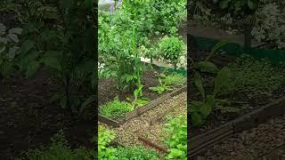 Придомовая красота!