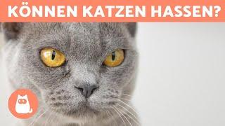 Hasst mich meine Katze?  - 5 Anzeichen richtig verstehen