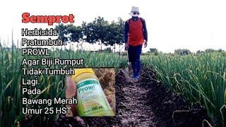 Semprot Herbisida Pratumbuh PROWL, untuk bawang merah umur 25 HST