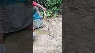 Snake video  #sikirtan #kirtan #snake #andhomanasdas