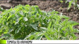 «Научный» урожай томатов от НИИ