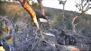 AEF NEFL Eagle Cam 1 19 2018 Romeo being followed bringing in a fish by Flyeagle78