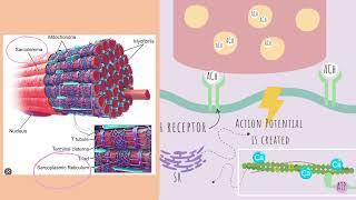 ATI TEAS 7 I Muscular System Complete Review I HESI A2 I