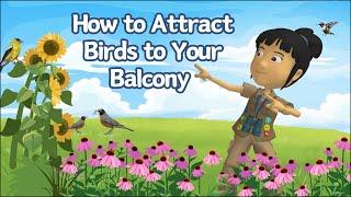 A WonderGrove for Birds: How to Attract Birds to Your Balcony