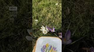 Любимое хобби#вышивка #вышивкакрестом #crossstitch #flowers #crocuses