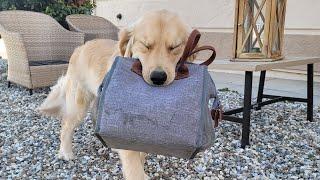 Golden Retriever carries Marine's lunchbag inside |Oshie's World