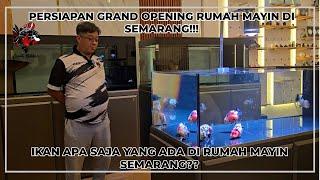 PERSIAPAN GRAND OPENING RUMAH MAYIN SEMARANG!!!! IKAN APA SAJA YANG ADA DI RUMAH MAYIN SEMARANG???