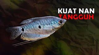 TAHAN BANTING, 10 IKAN HIAS AIR TAWAR YANG TIDAK MUDAH MATI