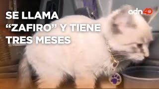 ¡Pásele, hay lugares! Conoce a "Zafiro", el gatito que acompaña al chofer de transporte público