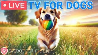  24 hours of Dog TVUltimate Calming Music for Anxiety ReliefKeep Your Dog Happy & Relaxed All Day