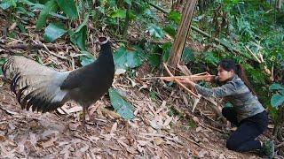 perfect shelter, winter survival, wild chicken hunting skills, survival alone