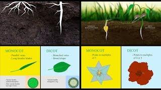 Monokotil vs Dikotil