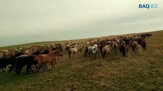 Үйір эвалюциясы. Айғырлар мен мама биелердің міндеті
