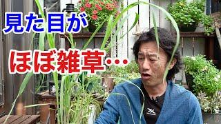 この草が優秀過ぎておすすめしたい件　　【園芸超人カーメン君】