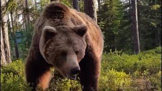 Man Wakes Up to HUGE Bear By His Tent! ️  #PatGeo