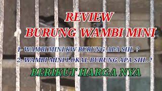 Review. Burung Wambi Mini KW, Burung Wambi mini Lokal Berikut Harga nya