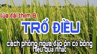 Lúa đài thơm 8 trổ điều | Cách phòng ngừa bệnh đạo ôn cổ bông hiệu quả nhất | lê chung vlog