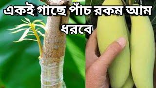 একই গাছে পাঁচ রকম আম ধরানো সম্ভব